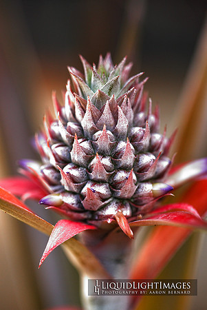 pineapple_004_1
