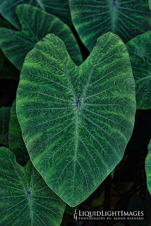 taro_002b_1