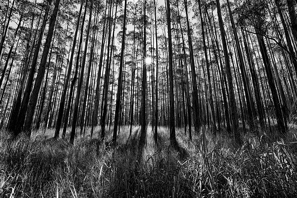 forest01b