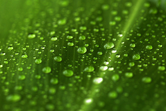 ti_leaf_005