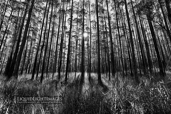 forest01b