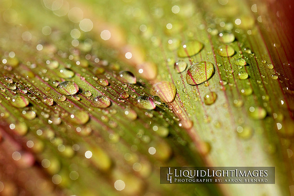 ti_leaf_003