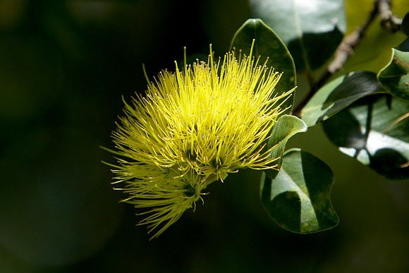 lehua2014_004_2