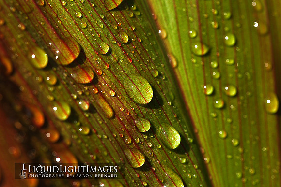 ti_leaf_001