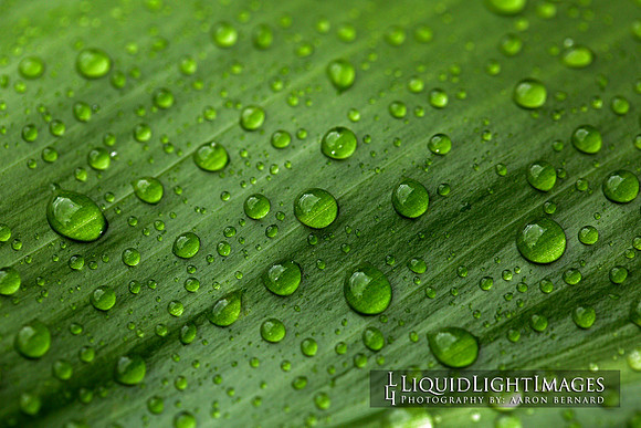 ti_leaf_004