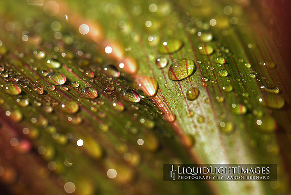 ti_leaf_002