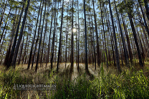 forest01