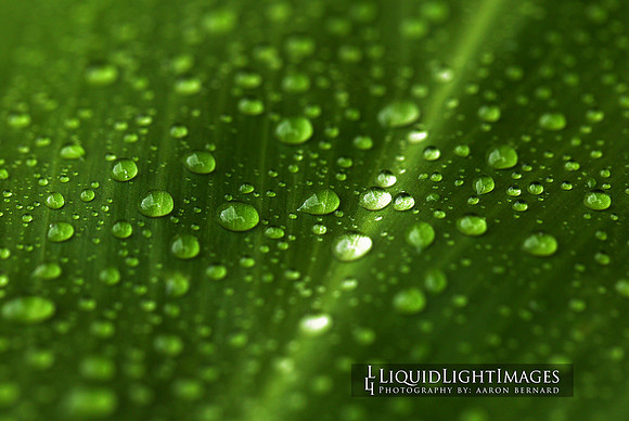 ti_leaf_006