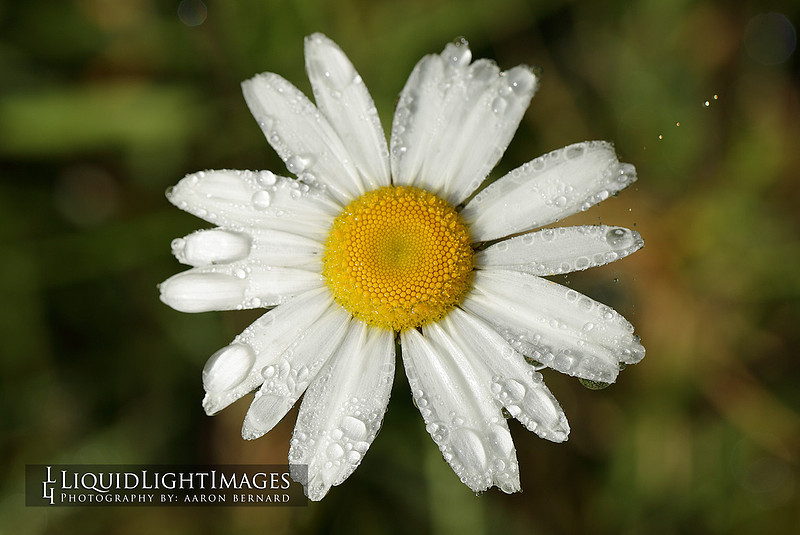 daisy2016_001