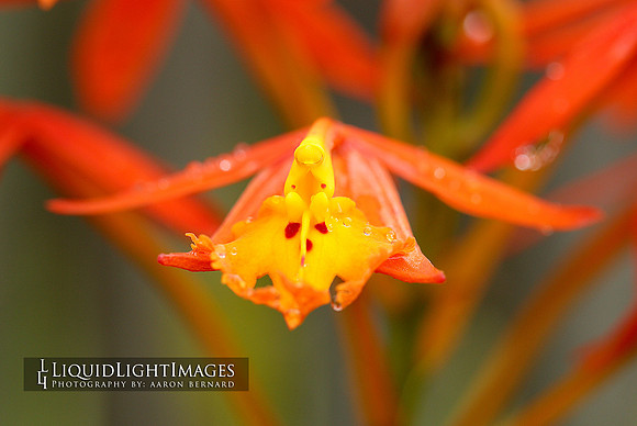 orchids2016_006