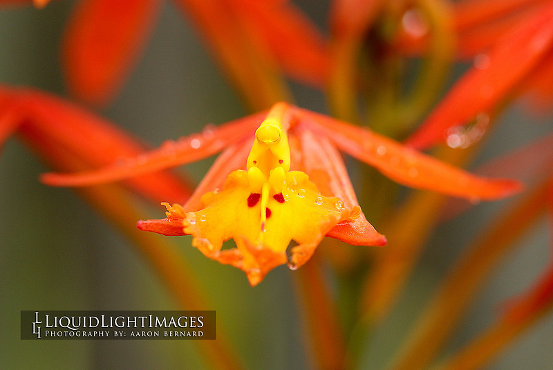 orchids2016_006