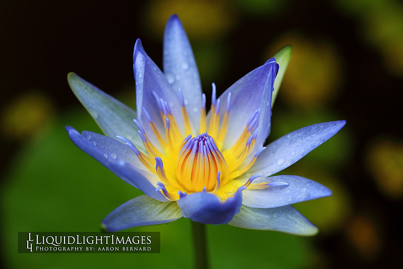 lily2016_008