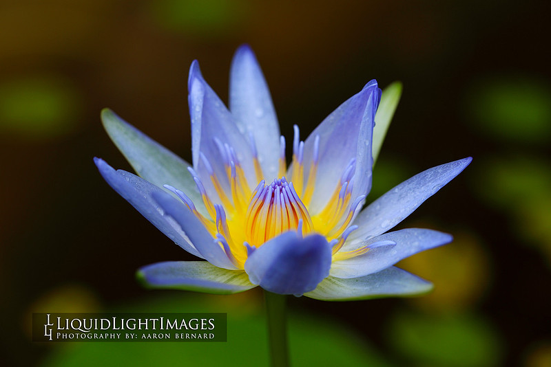 lily2016_006