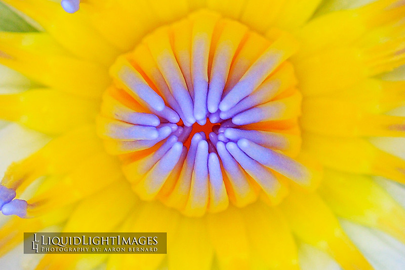 lily2016_001B