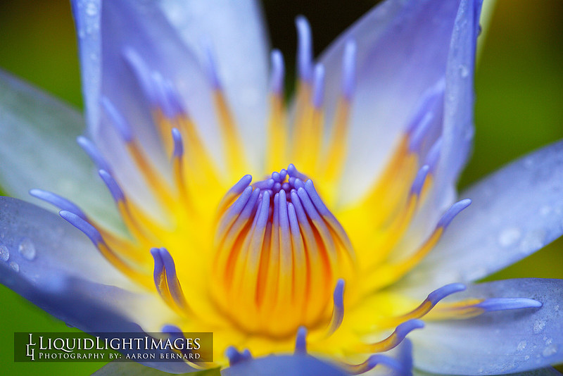 lily2016_003