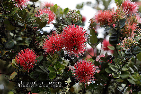 leihua_red_2016_003