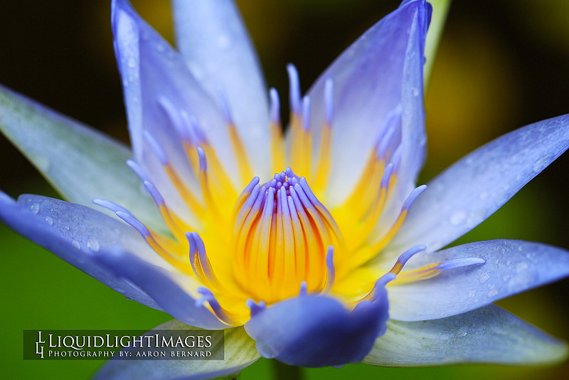 lily2016_004