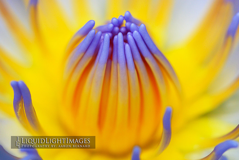 lily2016_003B