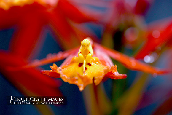 orchids2016_002