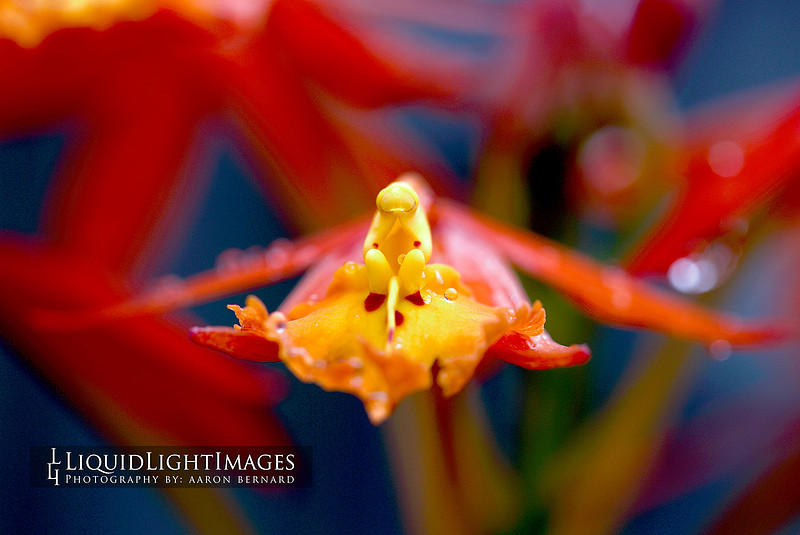 orchids2016_002