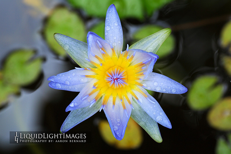 lily2016_001