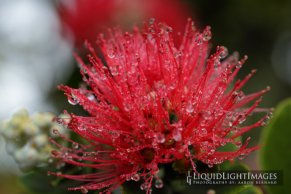 leihua_red_2016_002