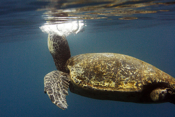 turtels_021