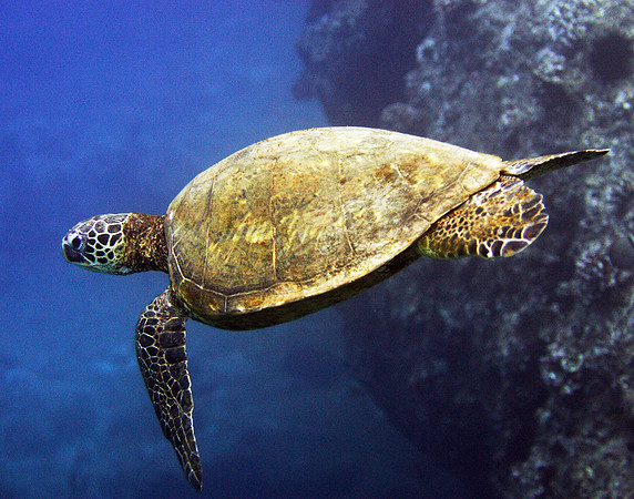 turtels_025
