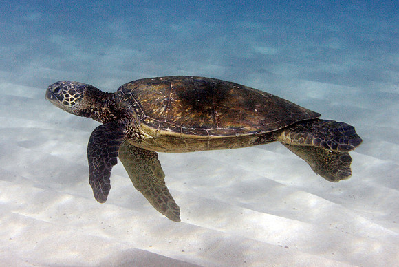 turtels_038