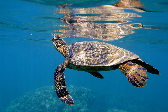turtels_050