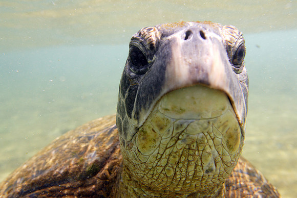 turtle2008_015