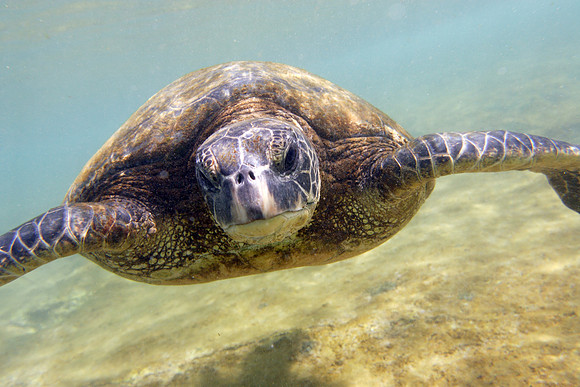 turtle2008_018