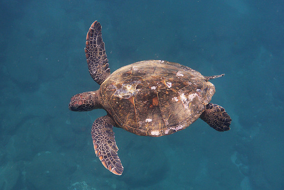 turtles_055