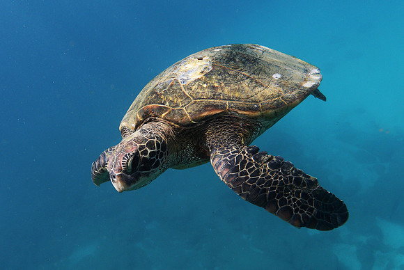 turtles_056
