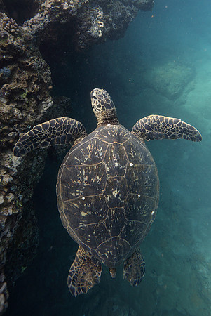 turtles_058