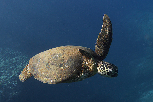 turtles_061
