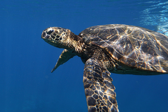 turtles_064