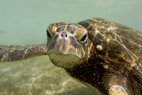 turtles_071