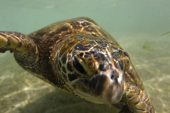 turtles_072