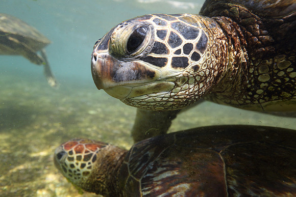 turtles_086