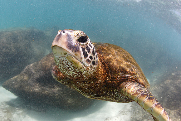 turtles_096