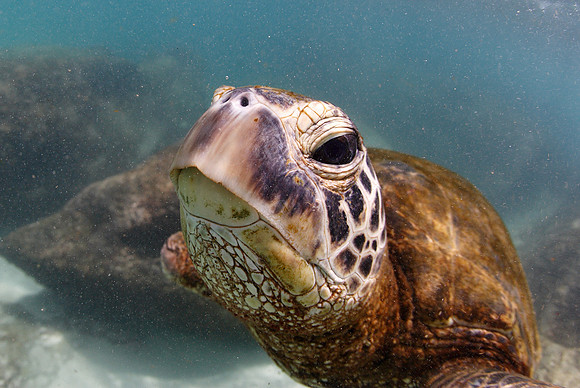 turtles_097