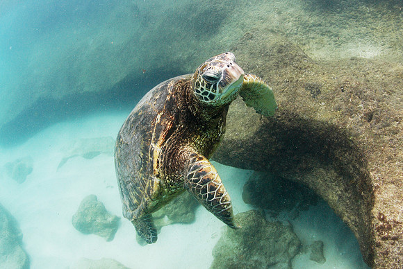 turtles_102