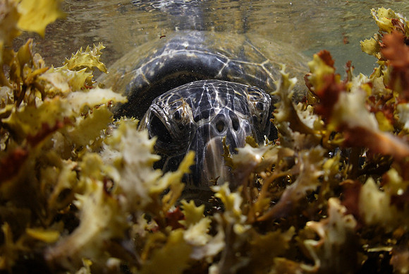 turtles_103