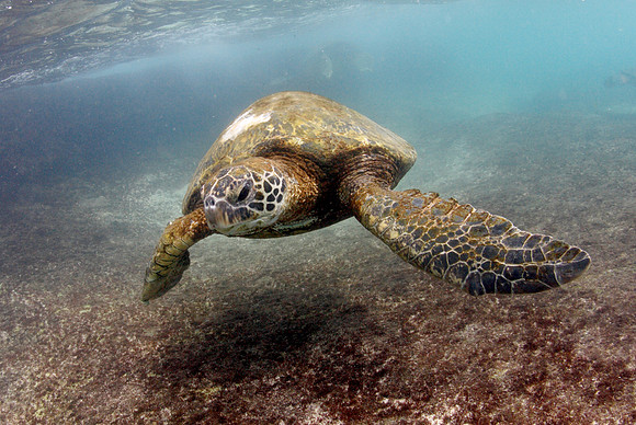 turtles2014_016