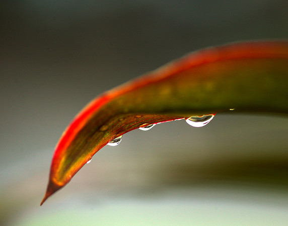 water drop 01.jpg